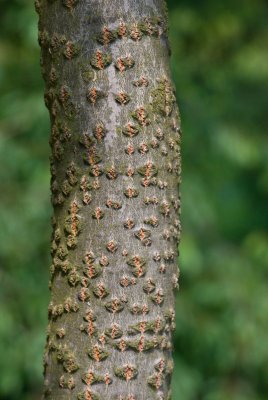 Populus alba - topol bílý - kůra